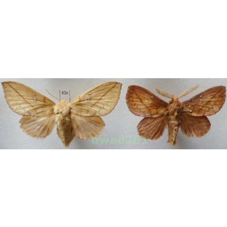 Euthrix potatoria (Linnaeus, 1758) pair Barczatka napójka Poland42e